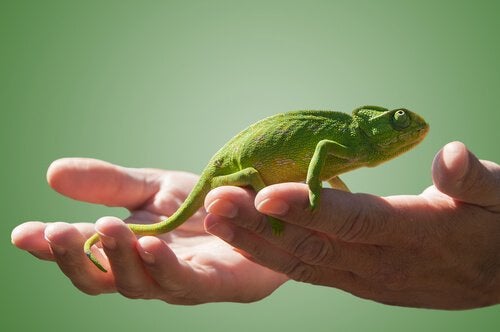 Camaleão de Estimação