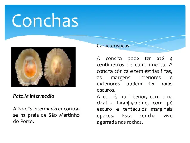 Características das Conchas