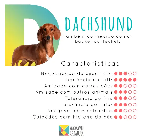 Características do Dachshund