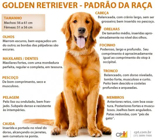 Características do Golden Retriever 