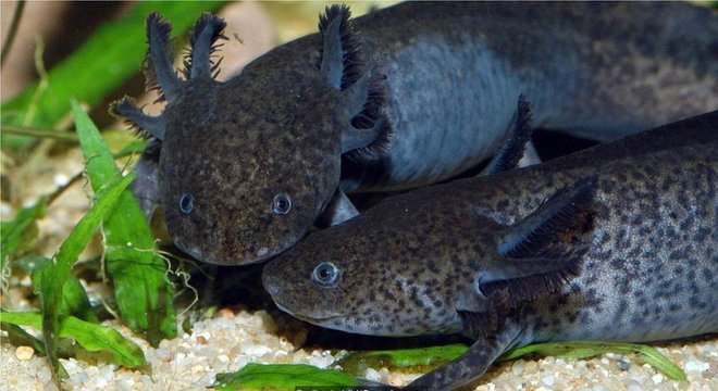 Casal de Axolote