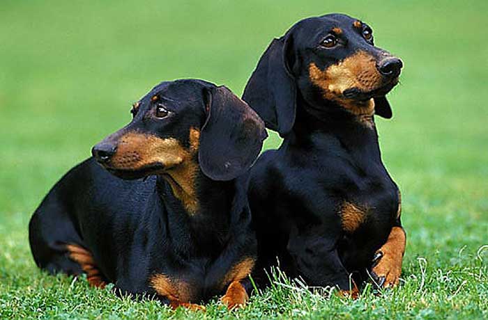 Casal de Dachshund