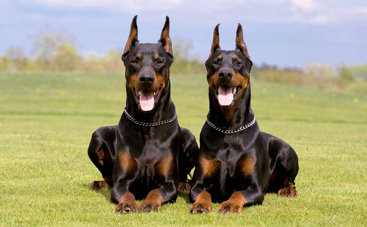 Casal de Dobermann