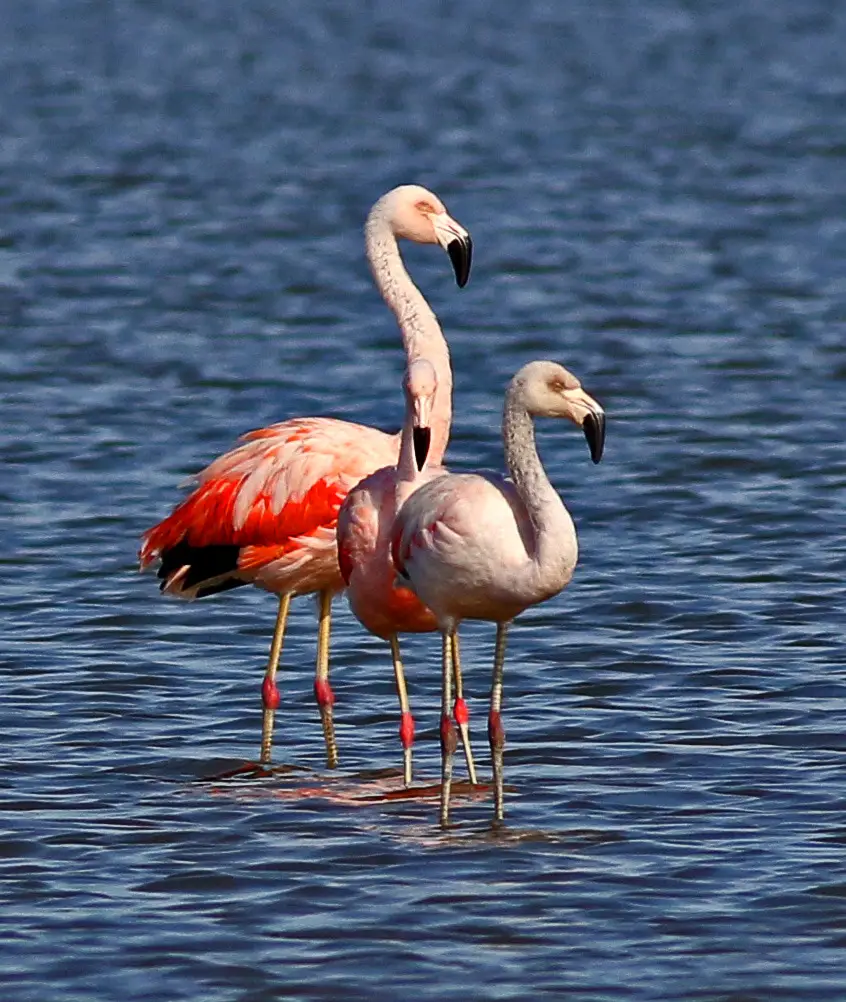 Casal de Flamingo-Chileno 