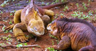 Casal de Iguana-Terrestre-das-Galápagos