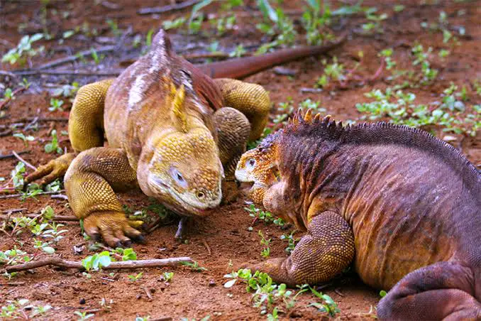 Casal de Iguana-Terrestre-das-Galápagos 