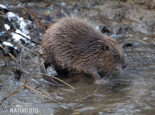 Castor Europeu Molhado 