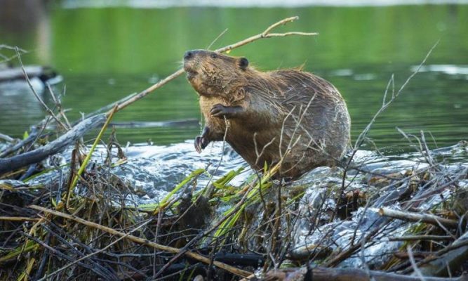 Castor na Beira do Lago 