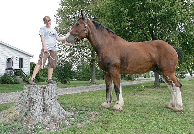 Cavalo Clydesdales Marrom
