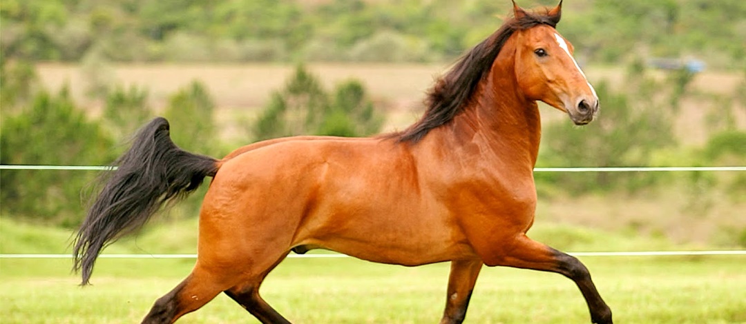 Cavalo de Sangue Quente 