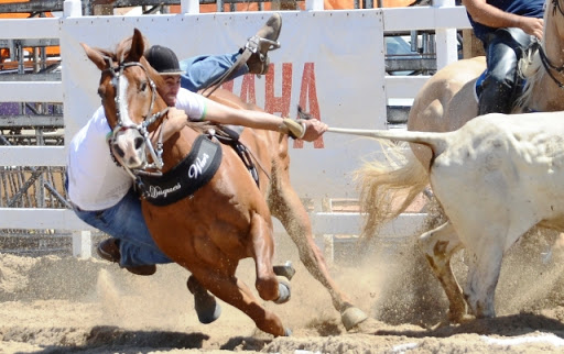 Qual a Melhor Raça de Cavalos Para Vaquejada?