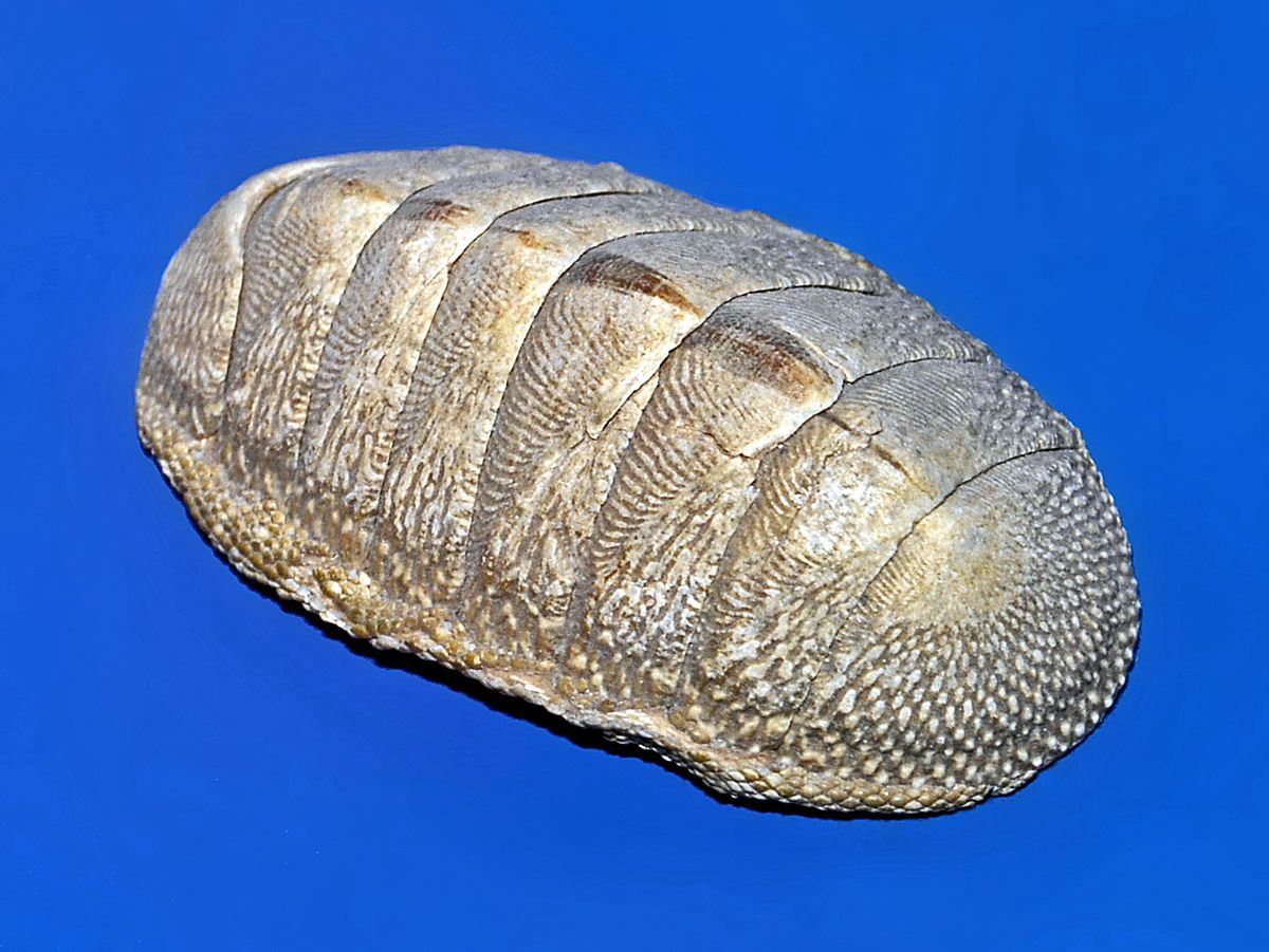 Chiton