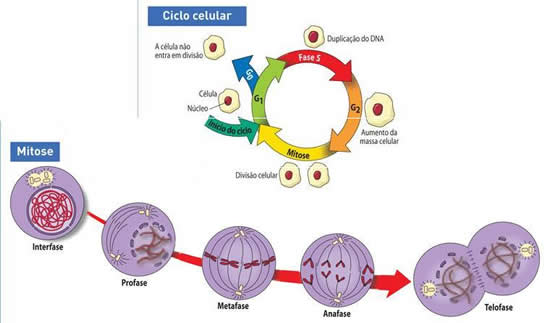 Ciclo Celular