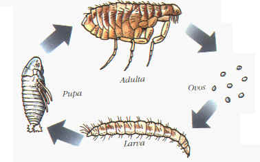 Ciclo de Vida da Pulga 