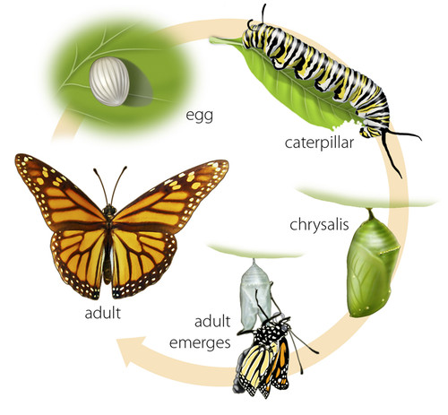 Ciclo de Vida das Borboletas