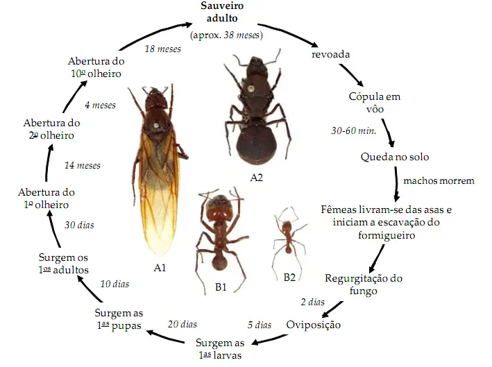 Ciclo de Vida das Formigas