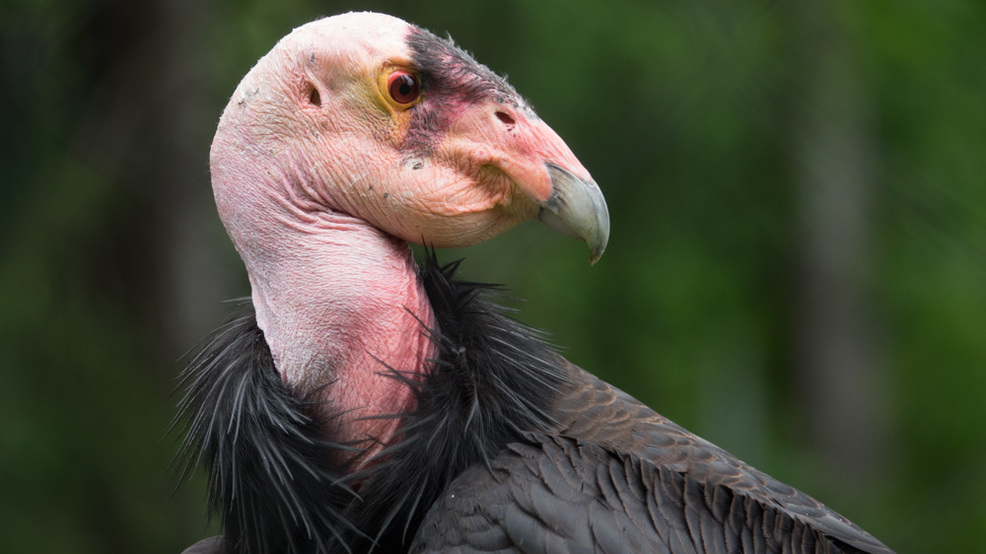 Condor da Califórnia