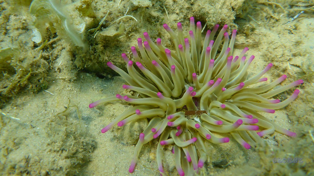 Condylactis Aurantiaca