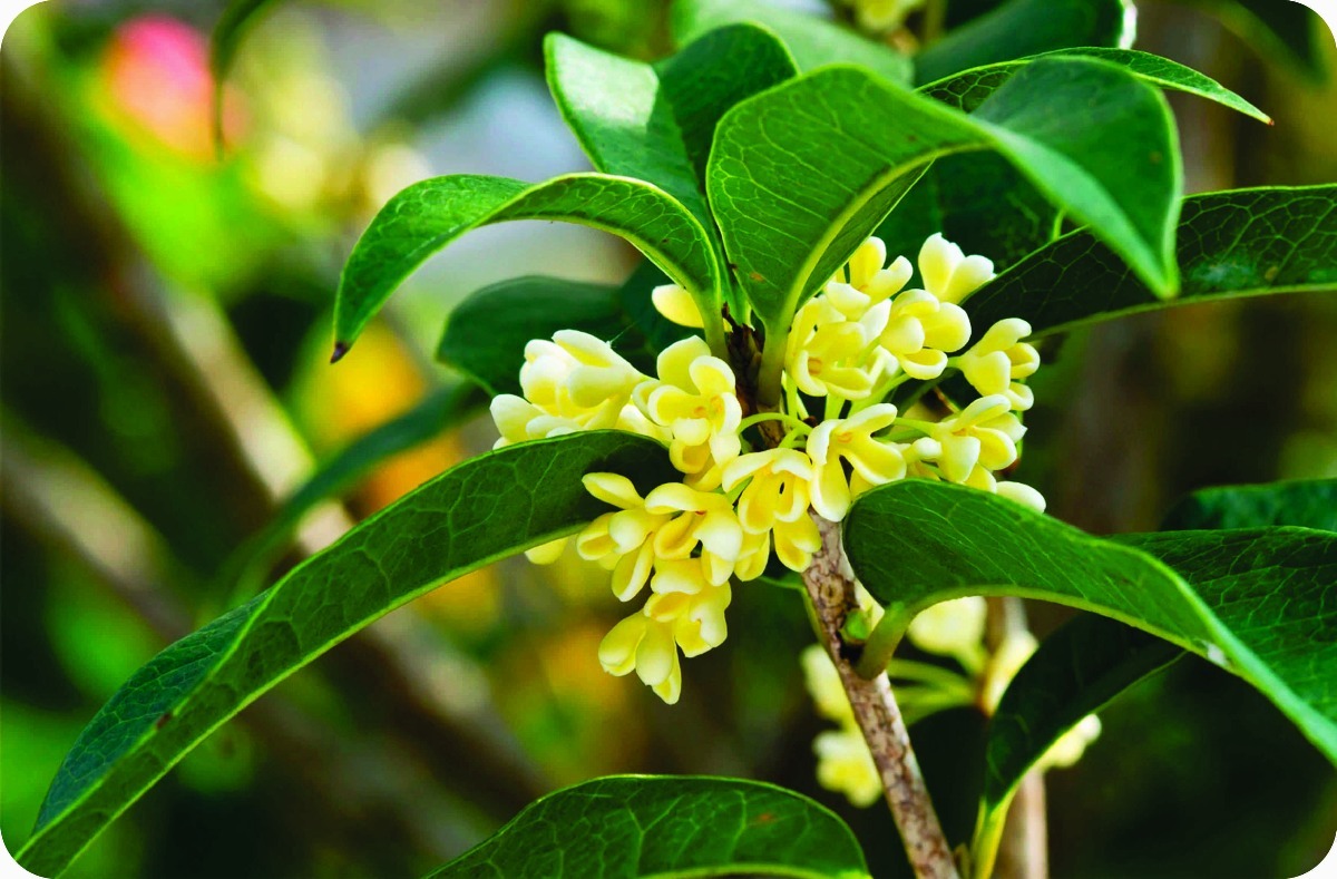 Cultivo da Flor Jasmim do Imperador