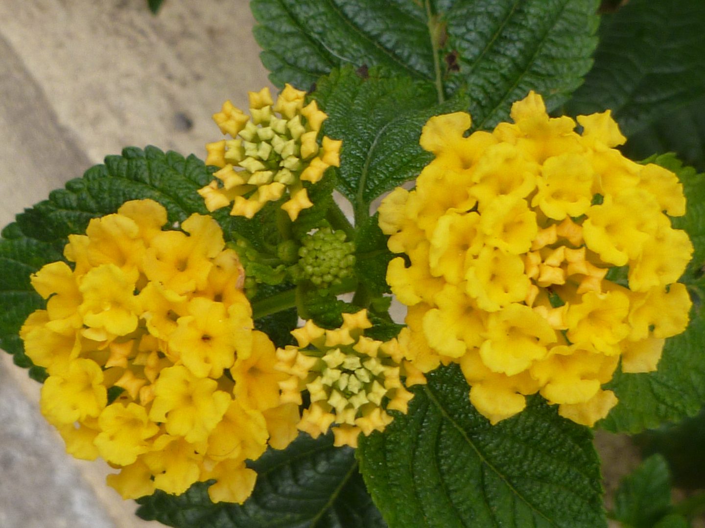 Cores da Lantana: Lilás, Branca, Roxa, Amarela e Laranja com Fotos | Mundo  Ecologia