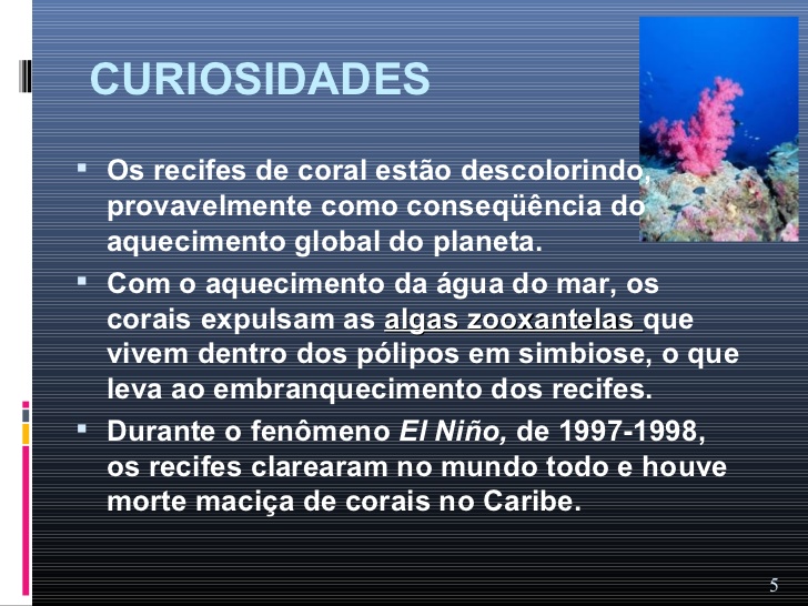 Curiosidades Sobre Corais 