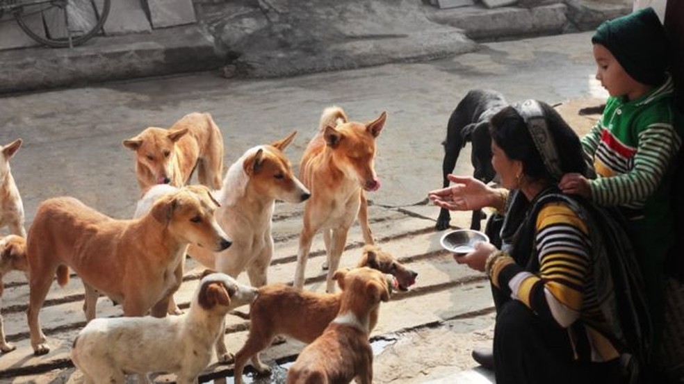 Cães de Rua