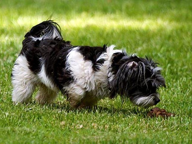 Cão Comendo Suas Próprias Fezes 