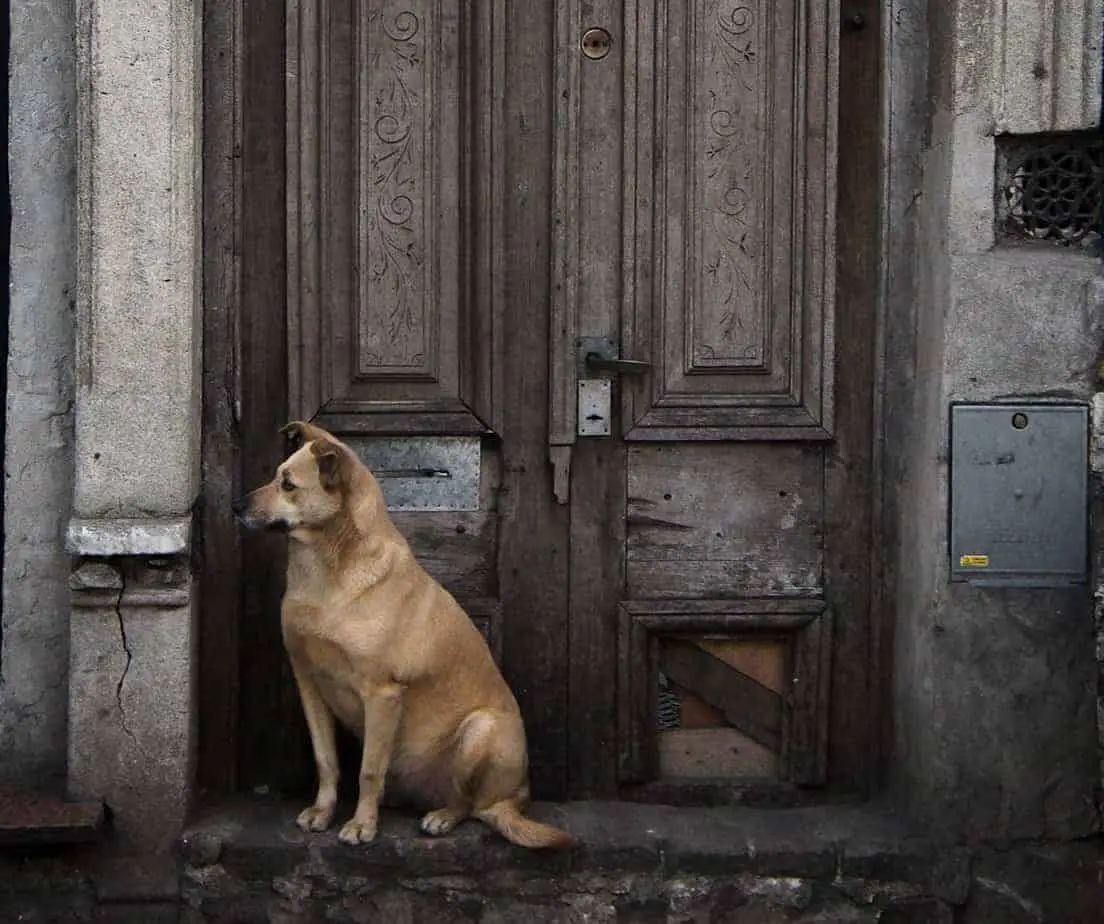 Cão Esperando na Porta 