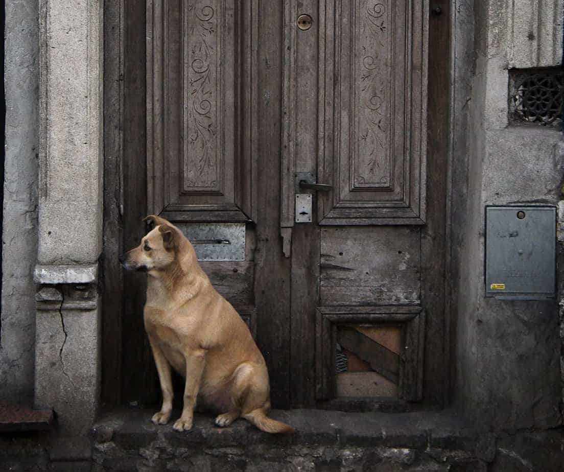 Cão Esperando na Porta 