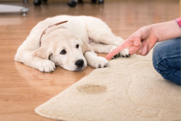 Cão Urinando em Casa 