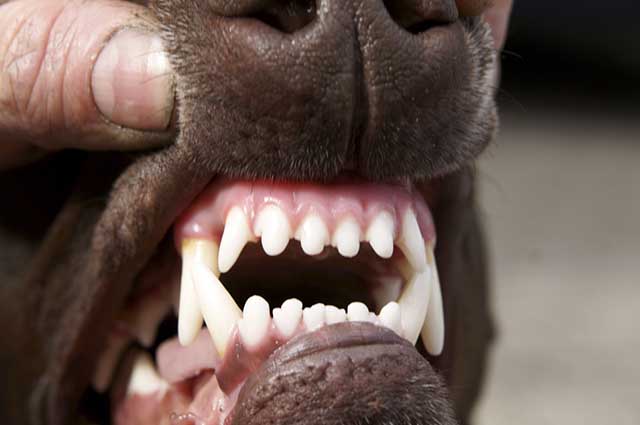 Dentição do Cachorro 