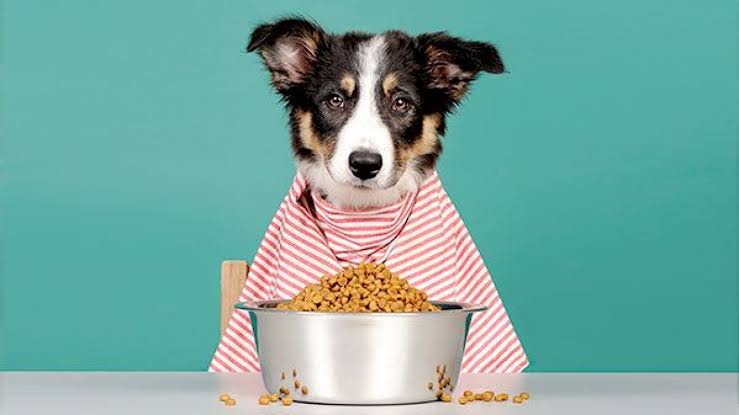 Dieta dos Borders Collie 