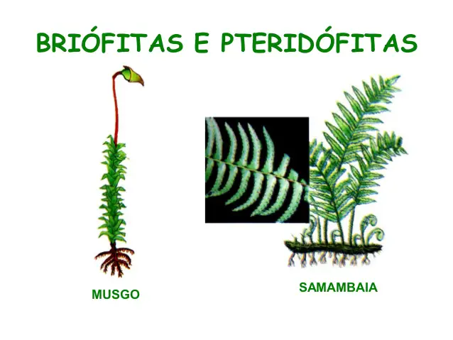 Diferenças entre Briófitas e Pteridófitas