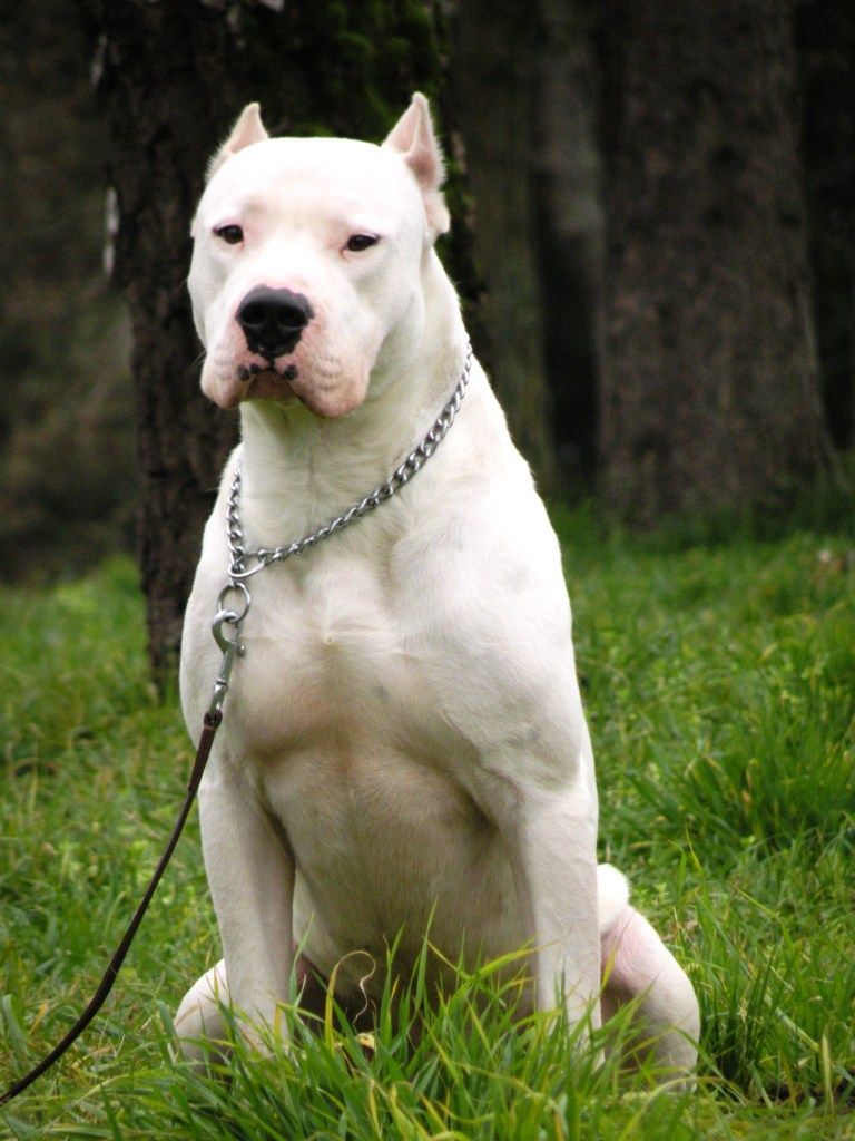 Dogo Argentino Sentado na Grama