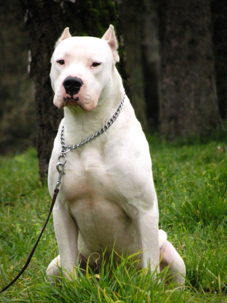 Dogo Argentino Sentado na Grama 