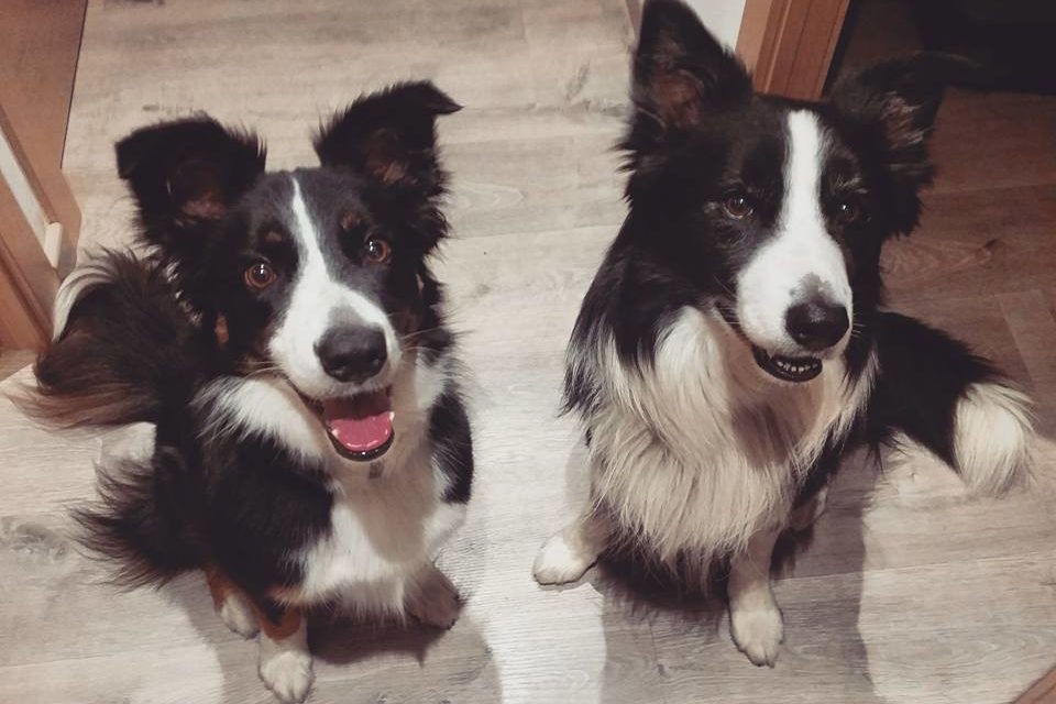 Dois Border Collies Vivendo Em Apartamento