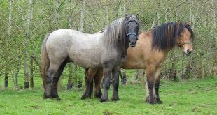 Dois Cavalos Raça Pônei Highland