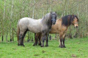 Dois Cavalos Raça Pônei Highland
