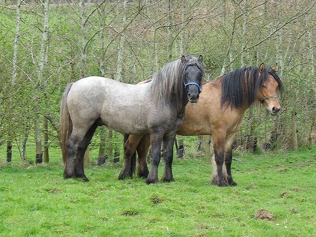 Dois Cavalos Raça Pônei Highland 