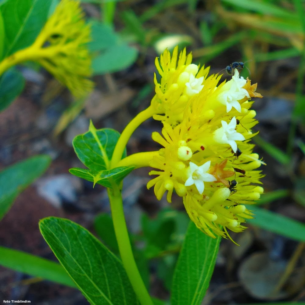 Flores Que Começam Com a Letra D: Nome e Características | Mundo Ecologia