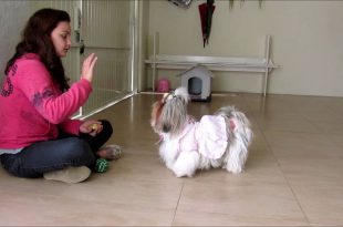 Educando um Cachorro Shih Tzu