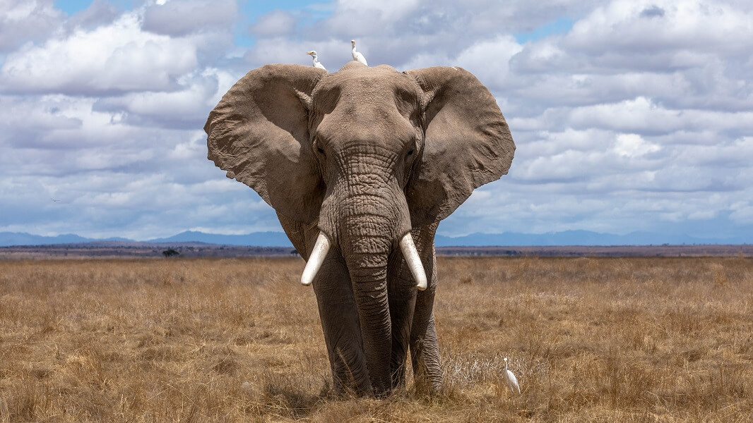 Elefante