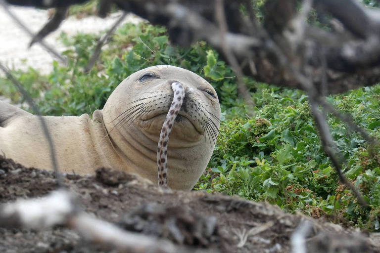 Enguia no nariz de uma foca