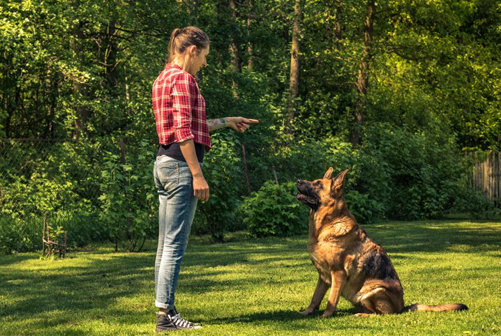 Ensinando Cachorro a Parar de Latir