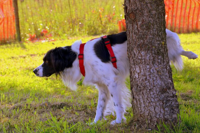 Ensinar o Cachorro a Fazer Necessidades Fora de Casa