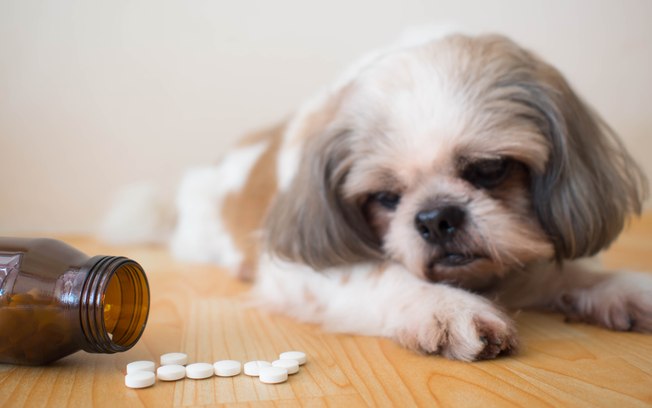 O Que Dar Para Cachorro Envenenado? Remédio Caseiro