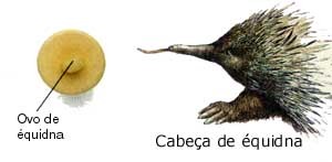 Equidna Ovo