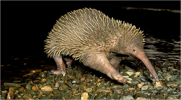 Equidna comendo