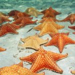 Equinodermos - Estrela do Mar