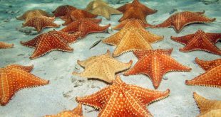 Equinodermos - Estrela do Mar